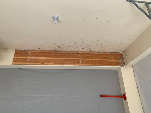 Trusted Milam, TX Mold Removal Experts
