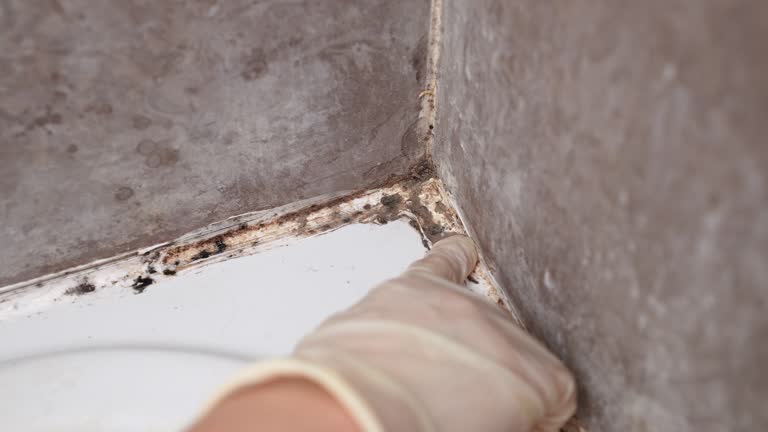Mold Remediation for Rental Properties in Milam, TX